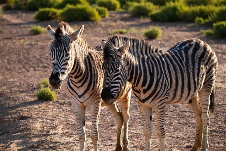 Cape Town Aquila Afternoon Safari with transport and lunch