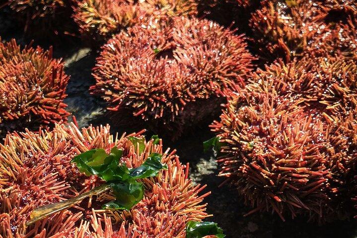Marineliv og smag af Pacific Full Day Private Tour