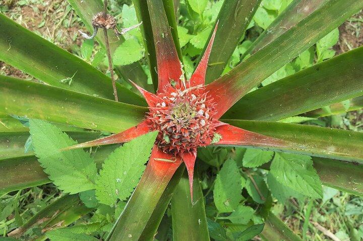 'Scopri' Rarotonga Cycling Tour con pranzo
