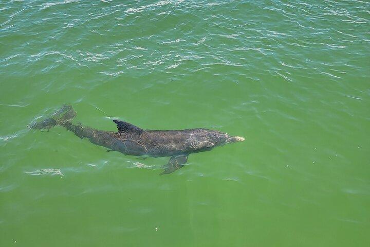 Hoteller i nærheden af Fort Myers Beach Dolphin & Sightseeing Tour