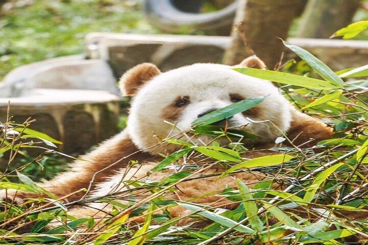 Private halbtägige Tour durch den Panda-Tierschutzpark Xi'an
