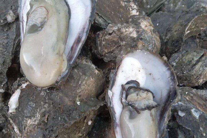 Tour storico e dello street food della città di Silay