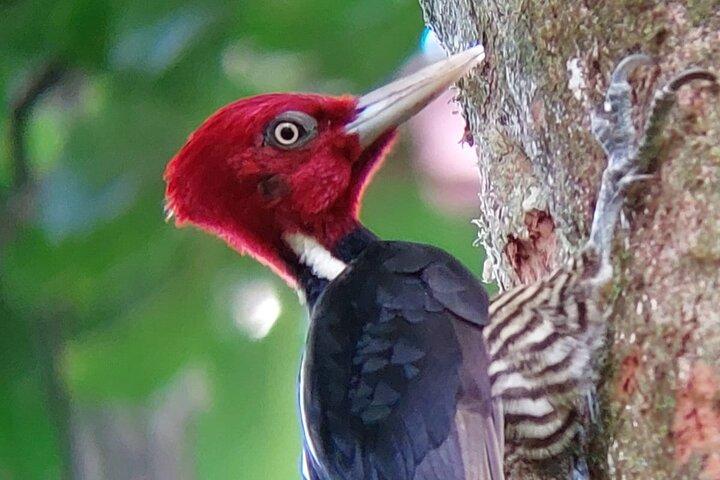 Il miglior tour di osservazione degli uccelli di Monteverde