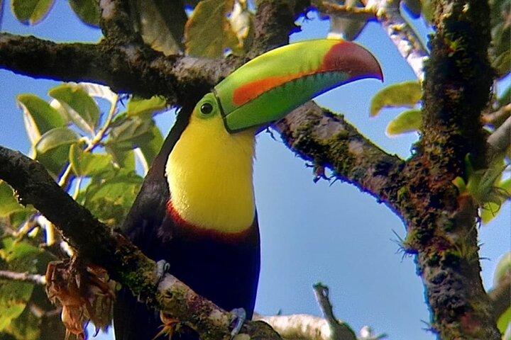 Il miglior tour di osservazione degli uccelli di Monteverde
