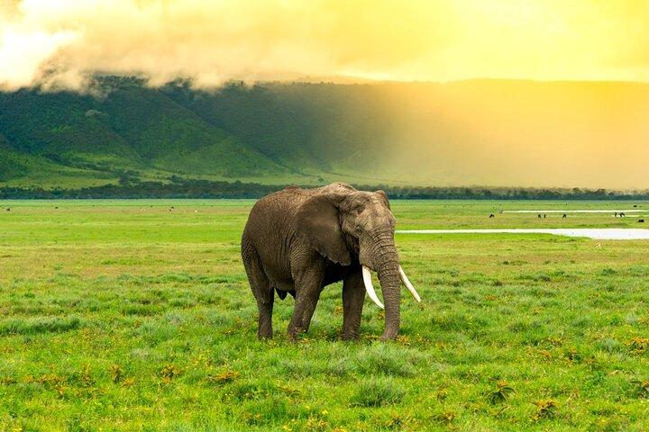 11 dage af Safari og Sun Tanzanias Nationalparker og Zanzibar