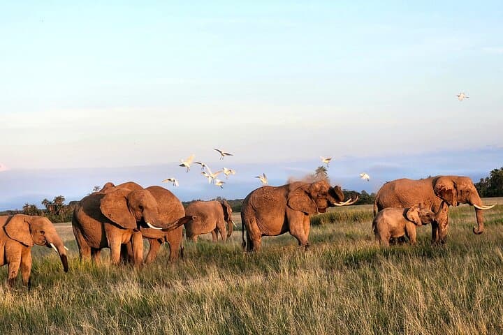2 Days Amboseli Park Overnight Private Safari