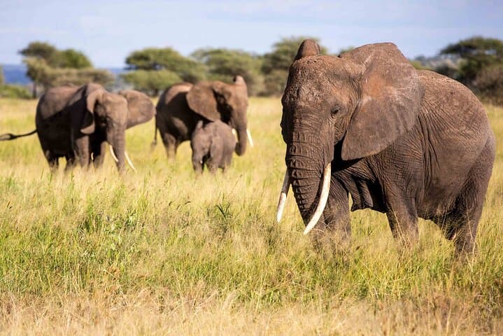 6 Day Safari to Amboseli National Park Lake Nakuru and Masai Mara