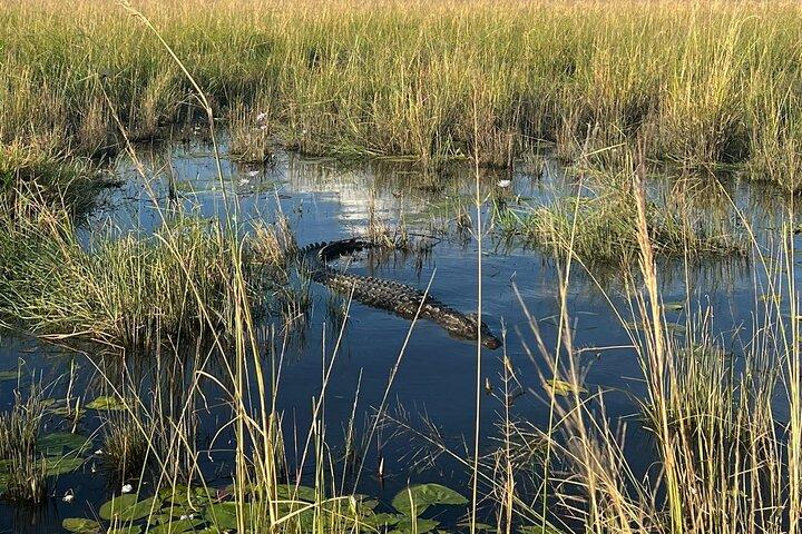 Chobe-dagstur fra Victoria Falls
