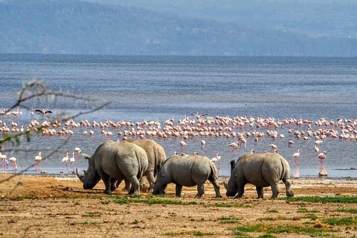 2Days Lake Bogoria and Lake Nakuru National Park Safari