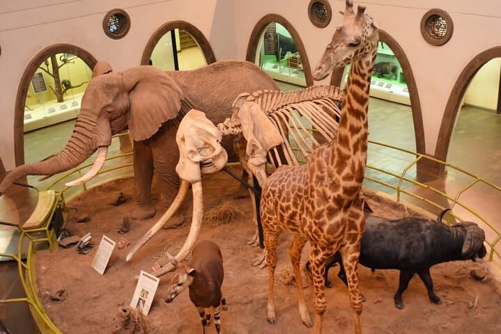 Day Tour to Nairobi Arboretum and Nairobi National Museum