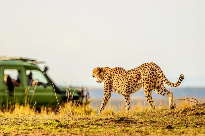 Safari Adventure in Kenya by 4x4 Jeep