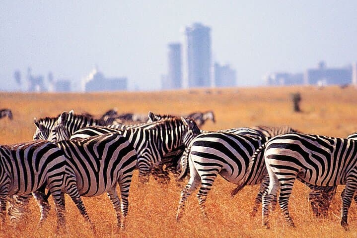 Day Tour Nairobi National Park Giraffe Center and Karen Blixen