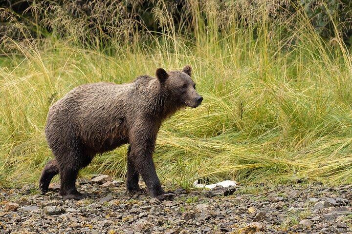 Waterval Creek Bruine beer bekijken Juneau