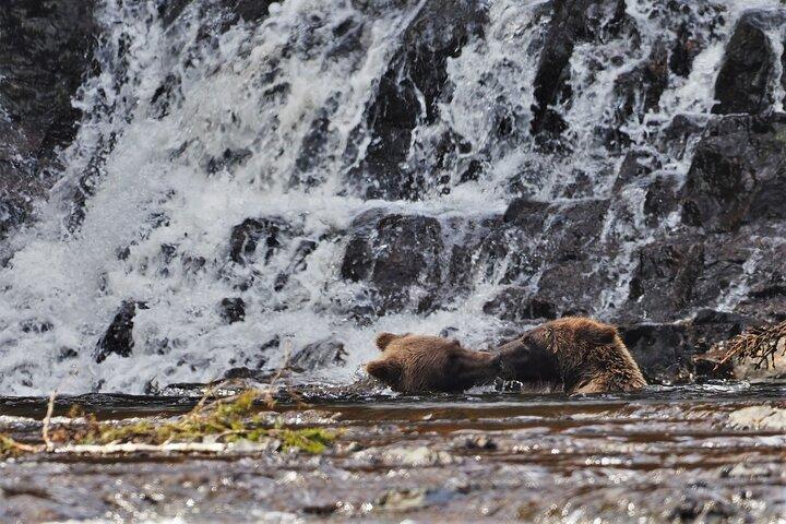 Waterval Creek Bruine beer bekijken Juneau