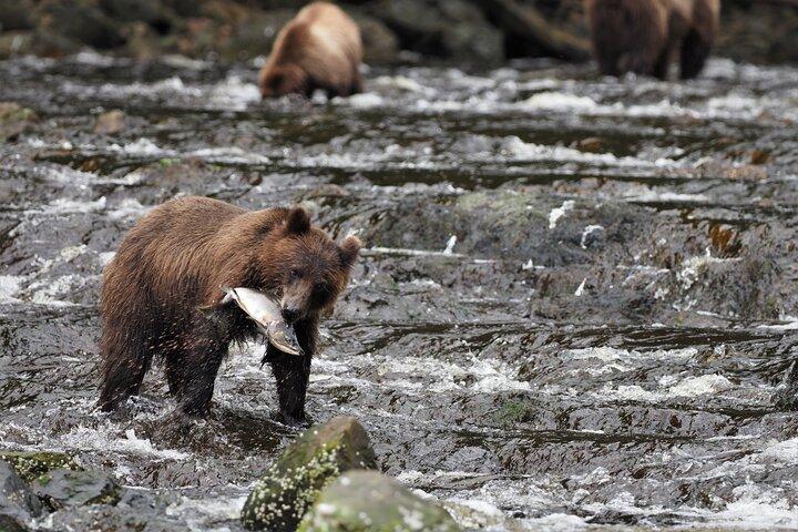 Waterval Creek Bruine beer bekijken Juneau