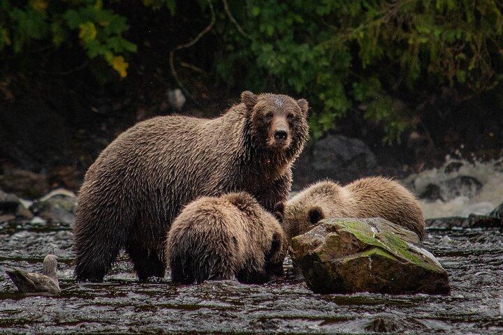 Waterval Creek Bruine beer bekijken Juneau