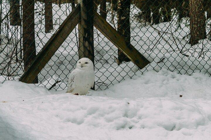 ロヴァニエミ: ラヌア動物園への旅行(チケット付き)