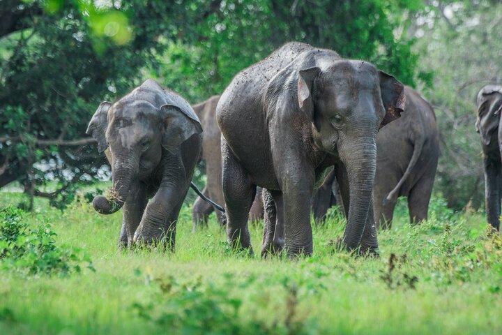 Parco nazionale di Udawalawe e gita di un giorno a Orphange All Inclusive