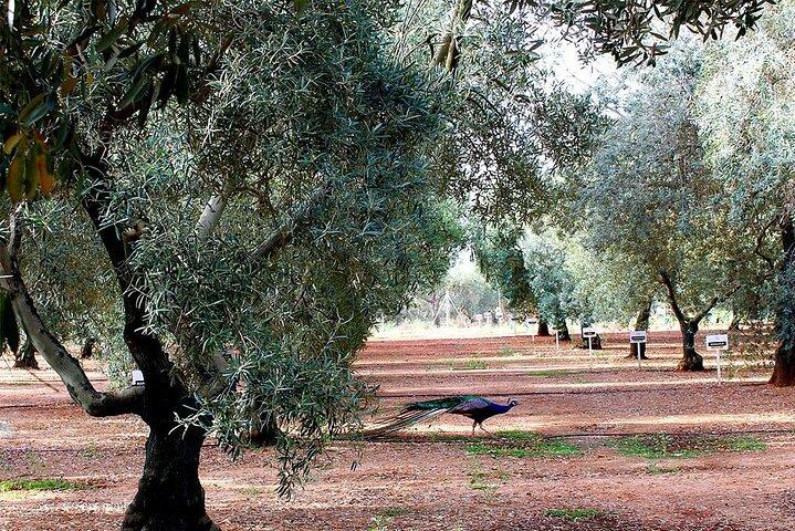 Oleotoerisme en olijfolie proeven in Sevilla - Privétour