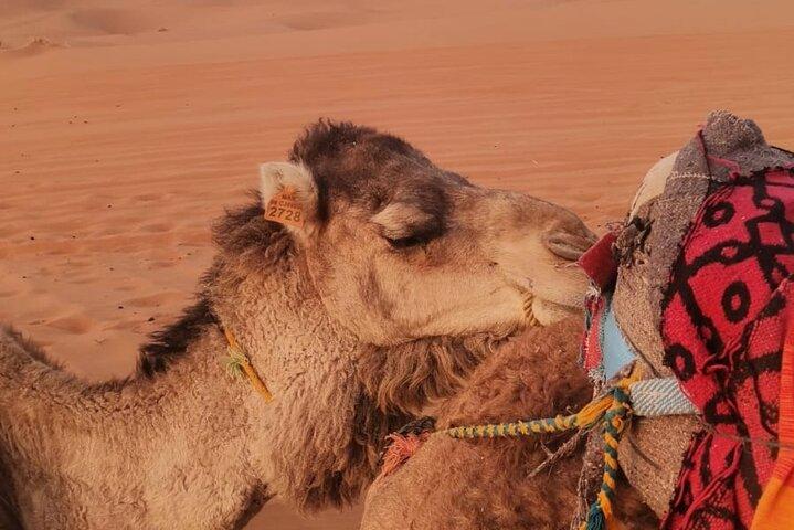 3 Days Deep Round Merzouga Desert Tour from Marrakech