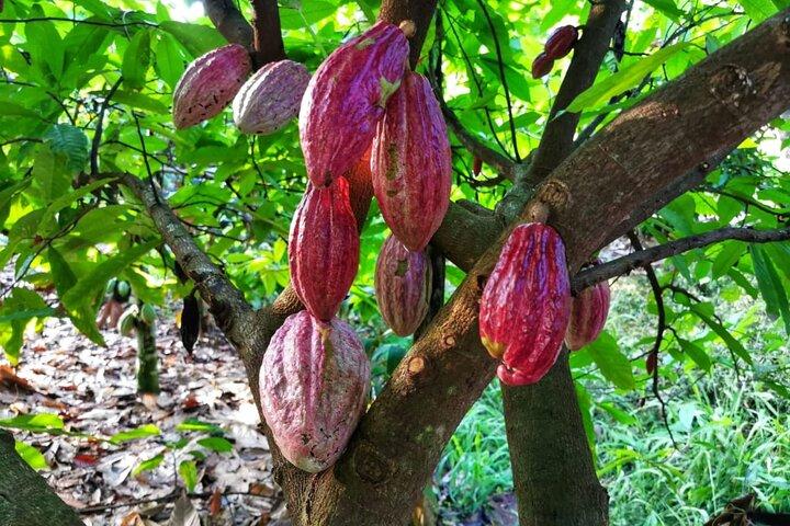 Chocolade Tour Premium : Lunch & vervoer