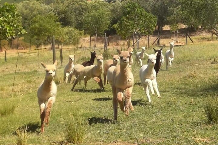 Private Le Cape Animal Farms Full Day Tour