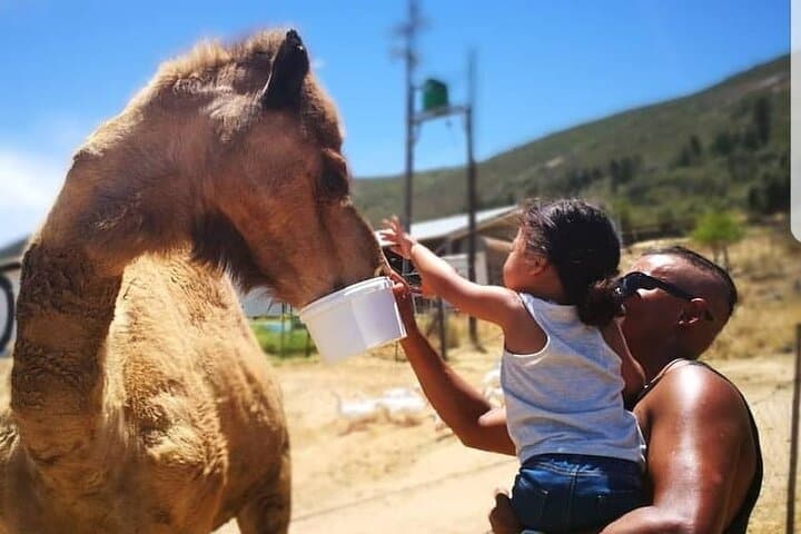 Private Le Cape Animal Farms Full Day Tour