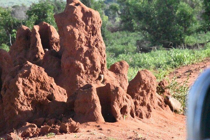 5 dage 4 nætter Safari delt guidet tur i Nairobi