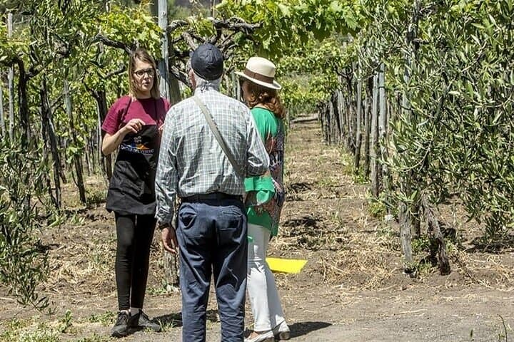 Vesuvius Wine Tasting Tour from Naples with Lunch