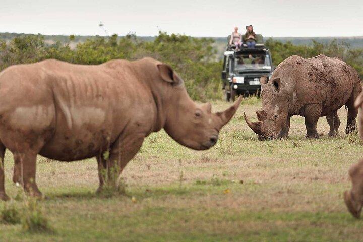 3 Dagen Aberdares en Sweetwaters Ol Pejeta Chimpansee Sanctuary
