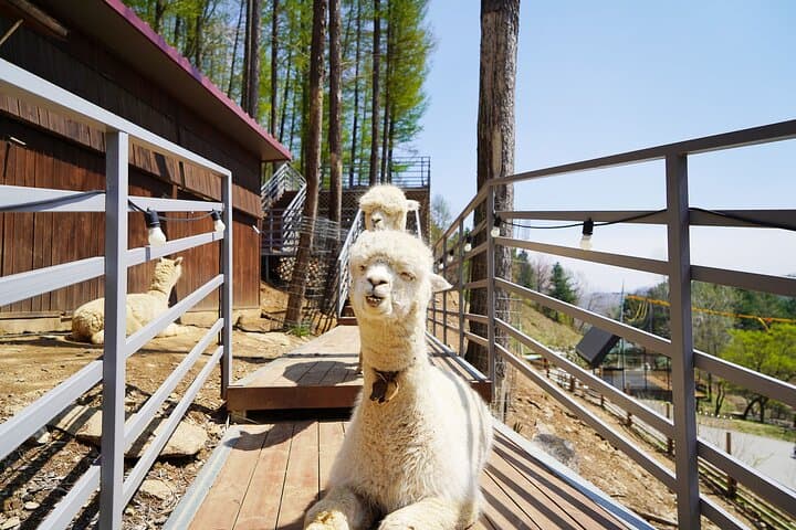 Nami Island/Alpaca/Rail Bike/Petite France/Morning Calm Tour