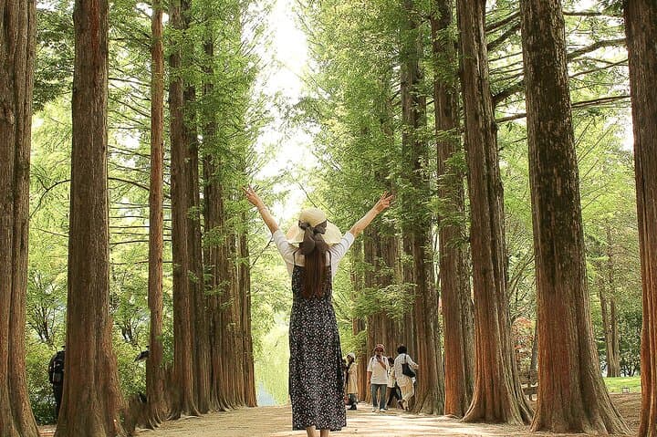 Nami Island/Alpaca/Rail Bike/Petite France/Morning Calm Tour