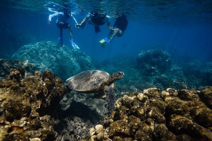 タートルタウンシグネチャーシュノーケル:写真&動画付き