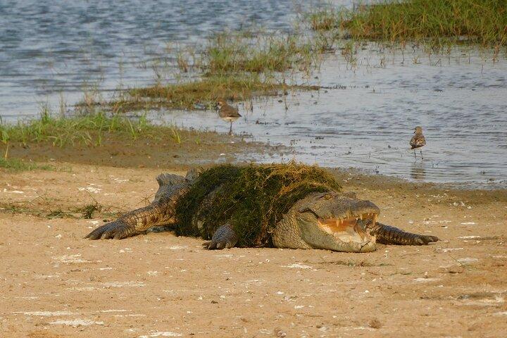 Parque Nacional de Bundala: Safari Tour com ingressos e Jeep