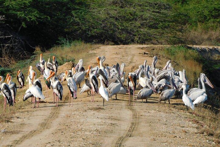 Parque Nacional de Bundala: Safari Tour com ingressos e Jeep