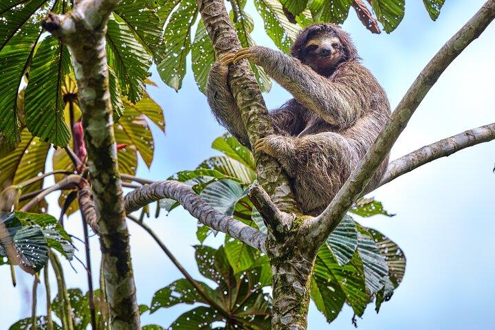 Blue Waterfall, Santuário Sloth e Tour do Café