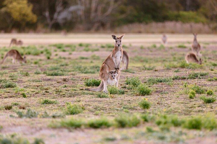 Kangaroos, Koalas & Tamborine Mountain Tour from Gold Coast