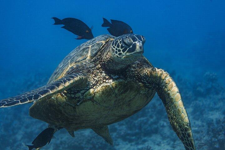 Waikīkī Gran Aventura de buceo y vela con tortuga guiada de Moana