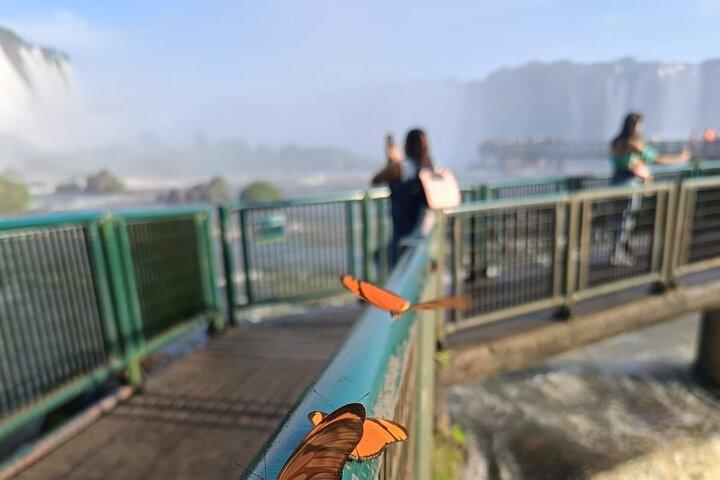 ブラジル滝とアルゼンチン滝への日帰りツアー - 少人数グループ