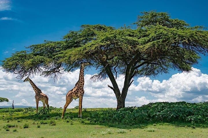 Private Tour to Crescent Island From Nairobi