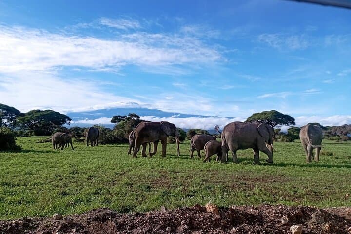 Full Day Tour in Amboseli National Park from Nairobi