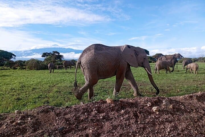 Full Day Tour in Amboseli National Park from Nairobi