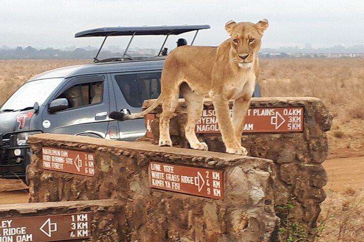 Private Tour Nairobi National Park & orphanage with Entry Tickets