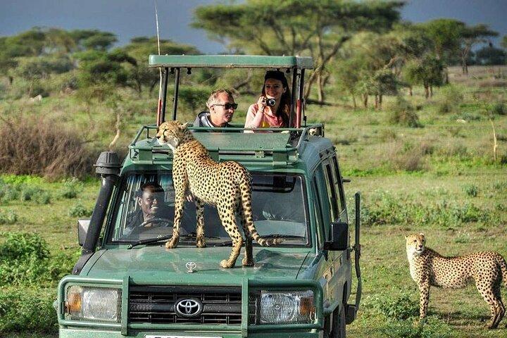 9 dages Kenya Wildlife Experience på 4X4 Jeep Safari
