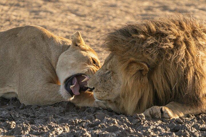 12 días de expedición a los 5 grandes y la vida silvestre en Fotografía del Serengeti