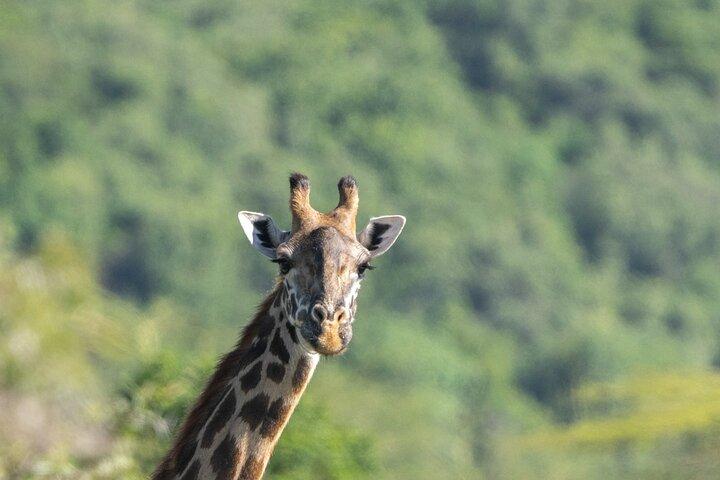 12 días de expedición a los 5 grandes y la vida silvestre en Fotografía del Serengeti