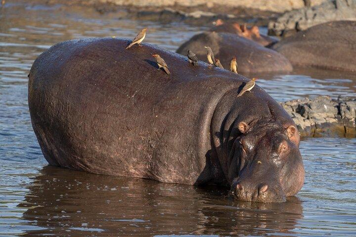 12 días de expedición a los 5 grandes y la vida silvestre en Fotografía del Serengeti