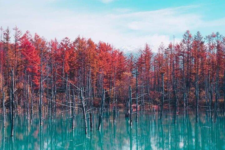 北海道:美瑛青い池と富良野フラワーファームへの日帰り旅行