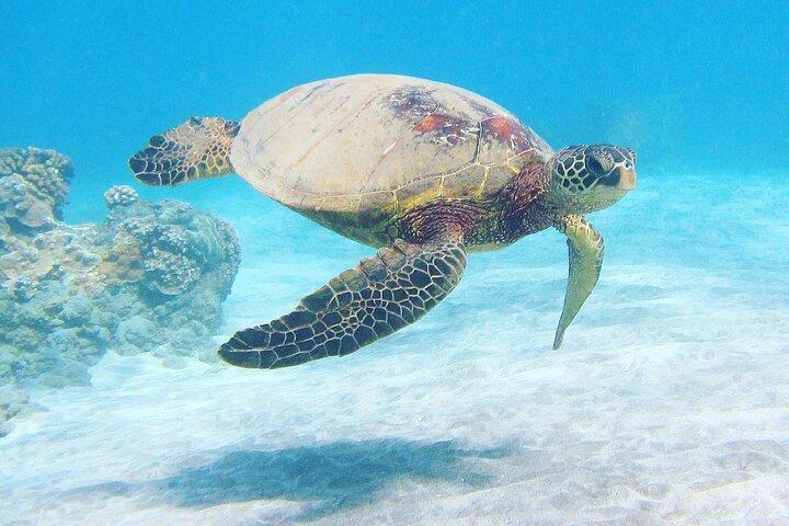 Maui Dolphins & Turtles - Makai Adventures