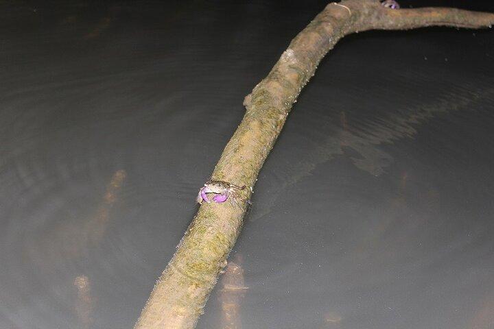 Evening Bali Mangrove Canoe Tour